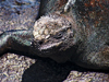 marine iguana