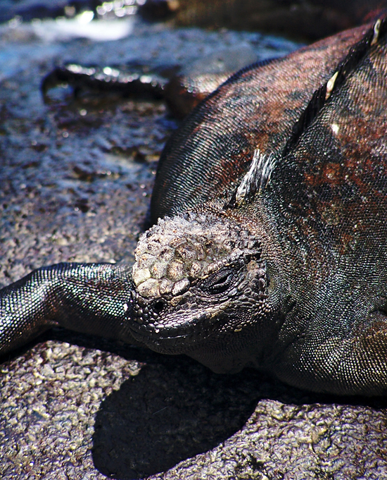 marine iguana