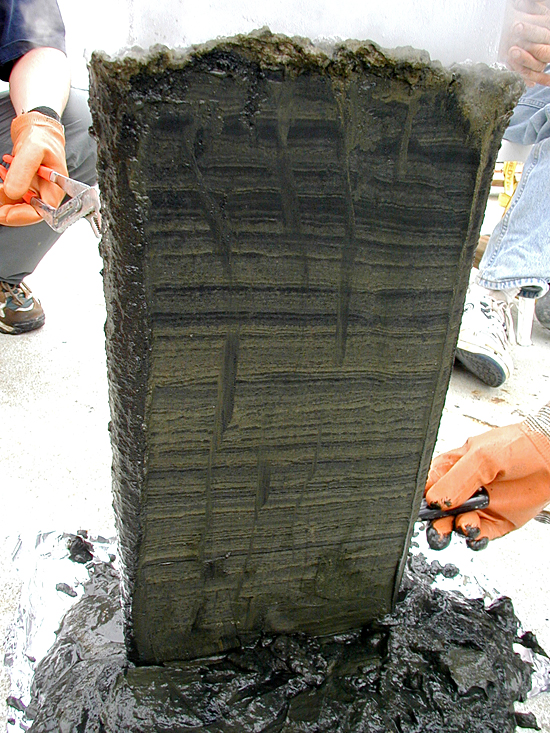 Sediments accumulate over time in layers on the seafloor, and they contain fossil shells of surface-dwelling microscopic marine animals.