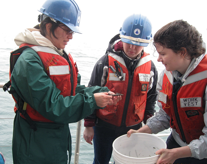 Tube worm sample