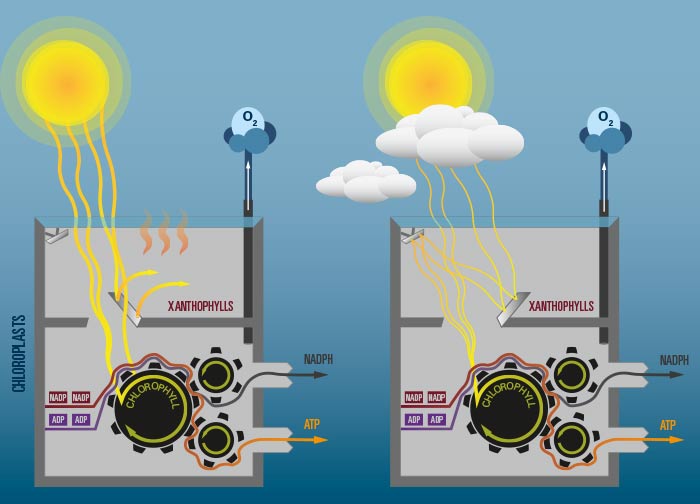 Regulating photosynthesis