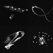 Picture Perfect Plankton