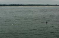 remus sharkcam
