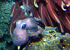 Life at Vents and Seeps
