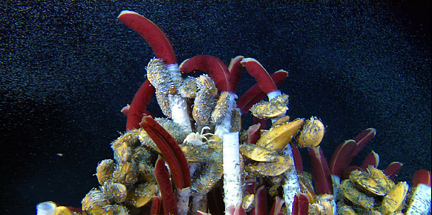tubeworms
