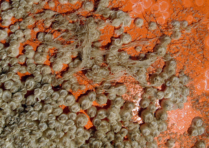 young barnacles cover a topfloat recovered from a mooring in the Chukchi Sea