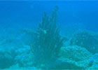 Panama LJL Underwater Tropical Observatory