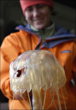 Jelly