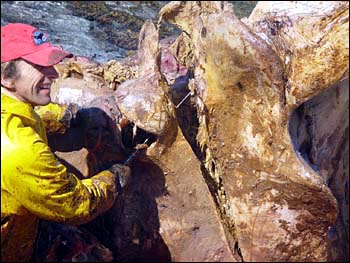 Right Whale Skull