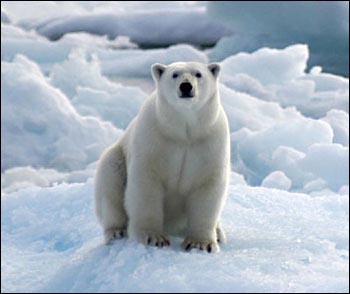 Polar Bear
