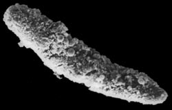 Fecal Pellet