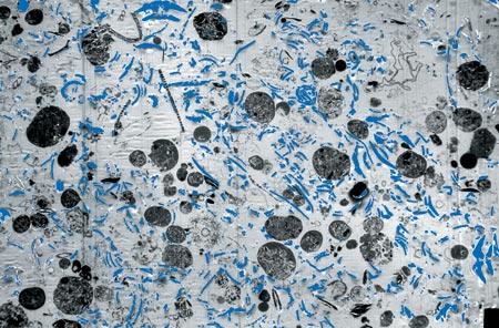 Fecal Pellets
