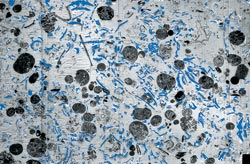 Fecal Pellets