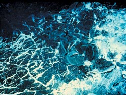 Bacterial Matts