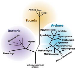 phylogenetic tree