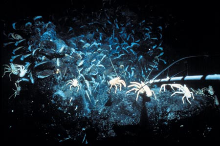 Crabs