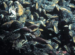 Three Species