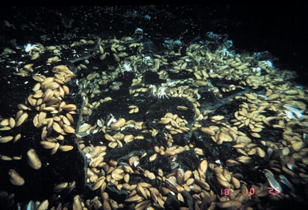 crabs and mussels