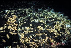 crabs and mussels