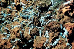 rimicaris exoculata
