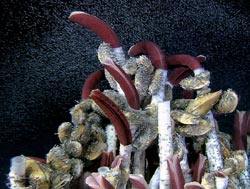 flea-like crustaceans called amphipods hover around tubeworms encrusted with limpets and mussels at a vent site in the eastern Pacific.