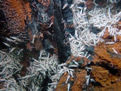 Shrimps swarm at the Rainbow vent site