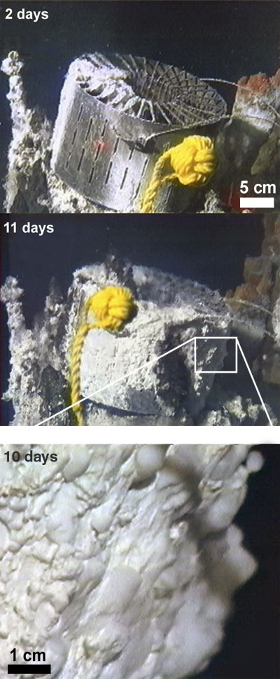 A titanium ring deployed at a Pacific hydrothermal vent site indicates the presence of bacteria thriving beneath the seafloor.