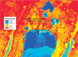 Infrared images shot by airplane in September 2002 reveal the extent of groundwater seeping into Waquoit Bay, Mass.