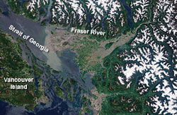A satellite image shows plumes of sediment suspended in the waters of the Fraser River as they pour into the Strait of Georgia in June 2003.