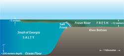 Nutrient- and sediment-laden fresh water from the Fraser River in British Columbia rides up and over salty ocean waters.
