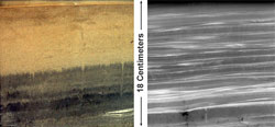 Photograph (left) and x-ray image (right) of sediments from a region of rapid deposition in the Hudson estuary.