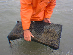 Rigid cages are used to contain surf clams in a shellfish aquaculture demonstration experiment