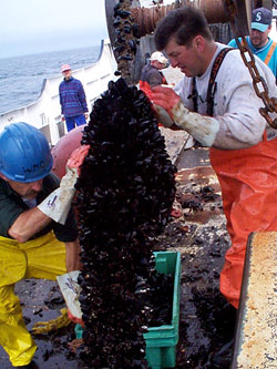 scraping mussels from a rope that had been submerged for 19 months