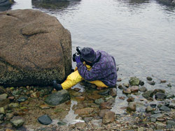 Tracy Pugh, a former research assistant in the WHOI Biology Department, records the growth of barnacles in Buzzards Bay on Cape Cod, Mass.