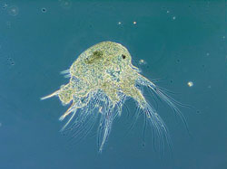 Hair-like appendages on this two-week-old barnacle larva churn the water to aid in feeding.