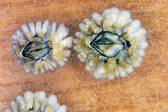 Adult barnacles, about one year old, form plates to hold their body together and for protection.
