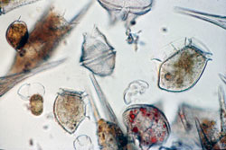 Harmful algal blooms are caused by species of tiny plants—phytoplankton—that produce potent chemical toxins.