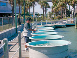 WHOI scientist Mario Sengco pumped algae-rich water into tanks and treated them with clay. Within hours, the sinking clay removed more than 70 percent of the algae