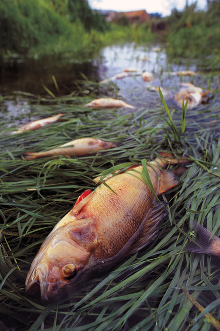pics of ocean plants. certain marine plants to