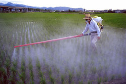 Pesticides and fertilizers sprayed far from the coast still find their way to the ocean, running off farmlands into rivers, streams, and groundwater.