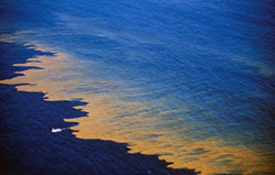 A massive “red tide” of blooming algae
