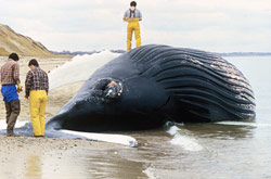 A dead humpback whale washed up on the shores of Cape Cod, Mass., as a result of a harmful algal bloom in November 1987.