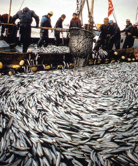Thousands of fish wash up on a beach after being poisoned by toxic algae near Corpus Christi, TX. 