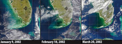 In the winter of 2002, satellites and sailors observed waters in Florida Bay, turning the color of black ink.