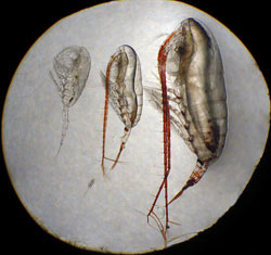 The four major species of copepods in the Beaufort Sea