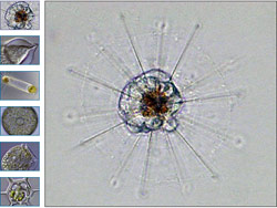 Prey species like the copepod (Labidocera), are nearly transparent in visible light (left), but are brightly visible when photographed in polarized light (right), or to a predator that can see polarization of light.