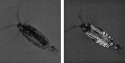 Prey species like the copepod (Labidocera), are nearly transparent in visible light (left), but are brightly visible when photographed in polarized light (right), or to a predator that can see polarization of light.