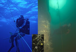Open ocean water (left) contains few particles and absorbs warm colors, so blue light penetrates far into the clear distance.