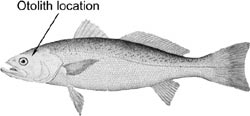 Weakfish