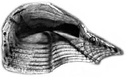 Weakfish otolith